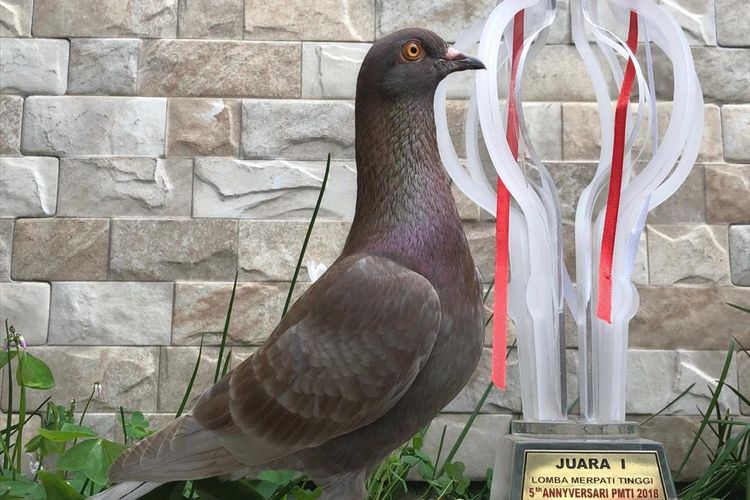 Detail Burung Dara Garong Nomer 15