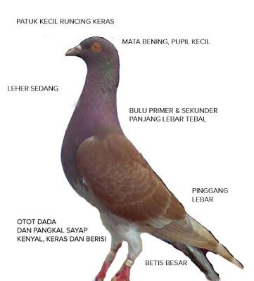 Detail Burung Dara Garong Nomer 34