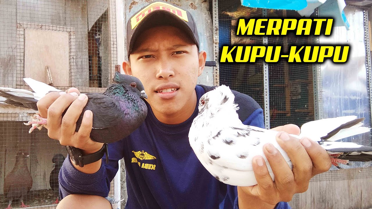 Detail Burung Dara Jambul Yang Bagus Nomer 3