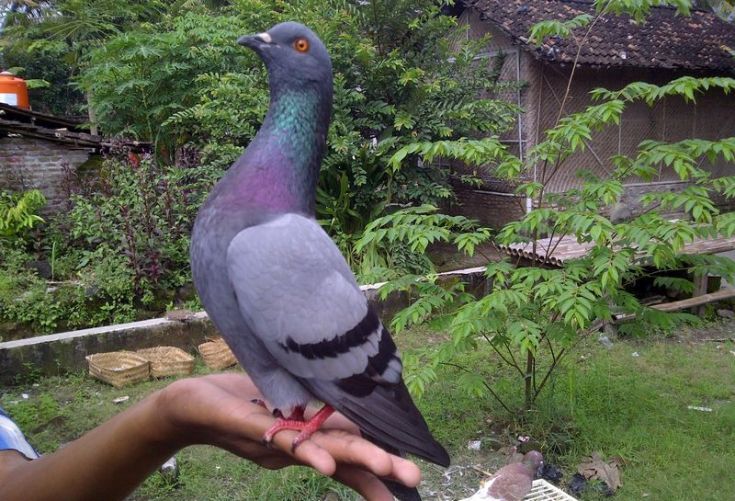 Detail Burung Dara Jambul Yang Bagus Nomer 20