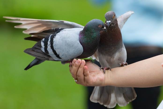 Detail Burung Dara Jambul Yang Bagus Nomer 33