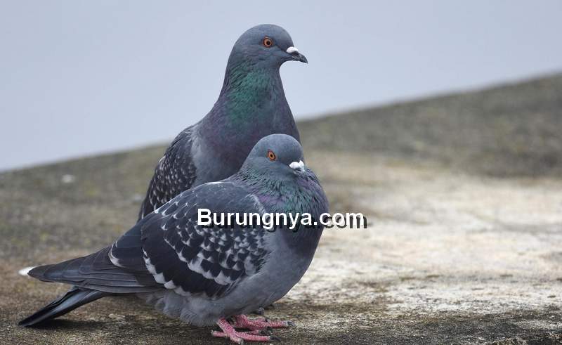 Detail Burung Dara Jambul Yang Bagus Nomer 39