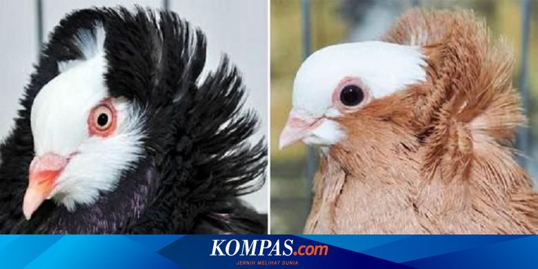 Detail Burung Dara Jambul Yang Bagus Nomer 41