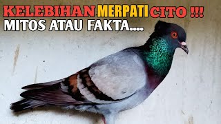 Detail Burung Dara Jambul Yang Bagus Nomer 6