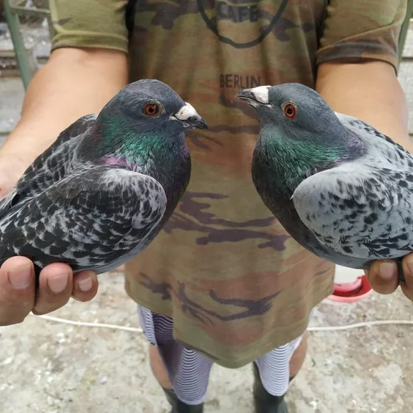 Detail Burung Dara Pos Nomer 39