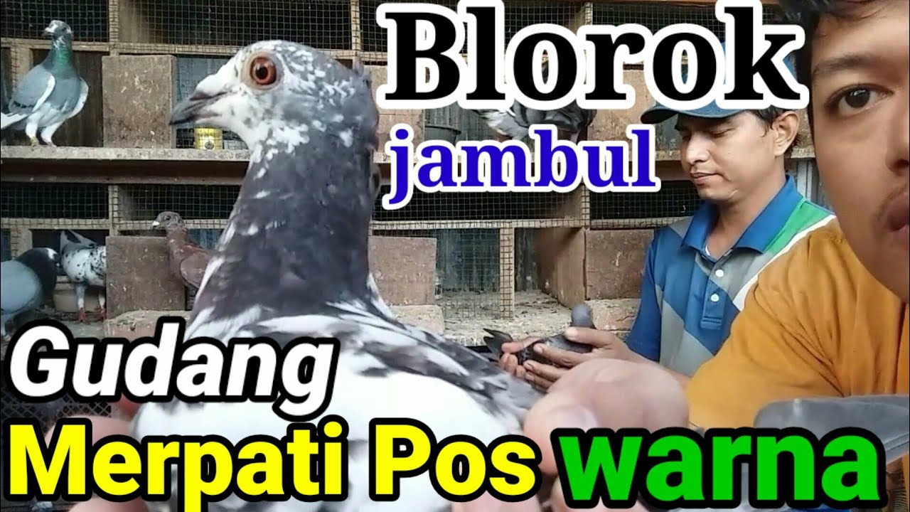 Detail Burung Dara Pos Nomer 40