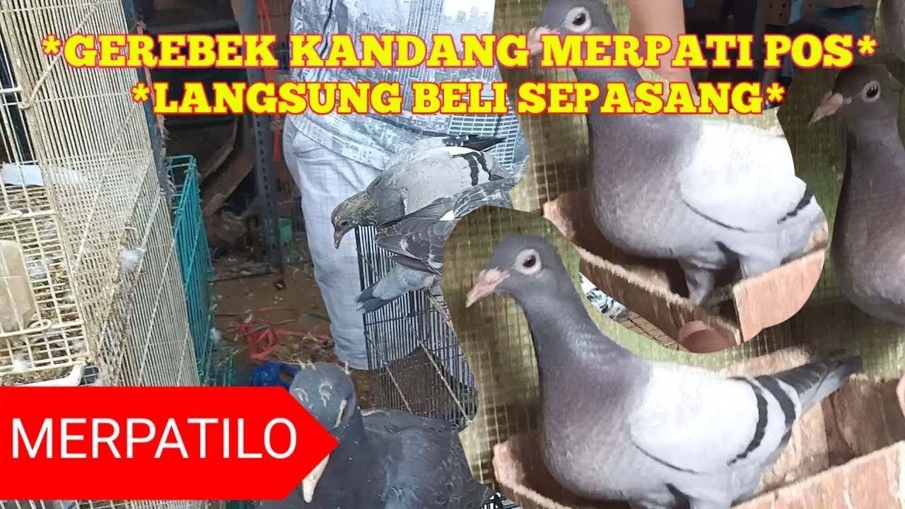 Detail Burung Dara Pos Nomer 8