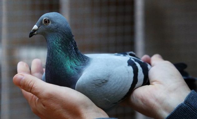 Detail Burung Dara Termahal Di Jawa Tengah Nomer 17