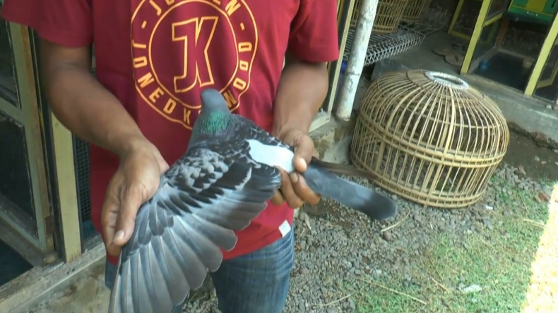 Detail Burung Dara Termahal Di Jawa Tengah Nomer 31