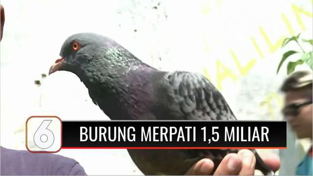 Detail Burung Dara Termahal Di Jawa Tengah Nomer 46