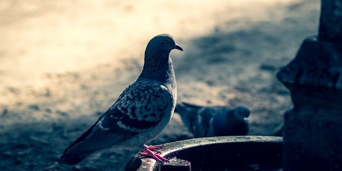 Detail Burung Dara Termahal Di Jawa Tengah Nomer 49