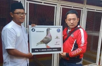 Detail Burung Dara Termahal Di Jawa Tengah Nomer 10