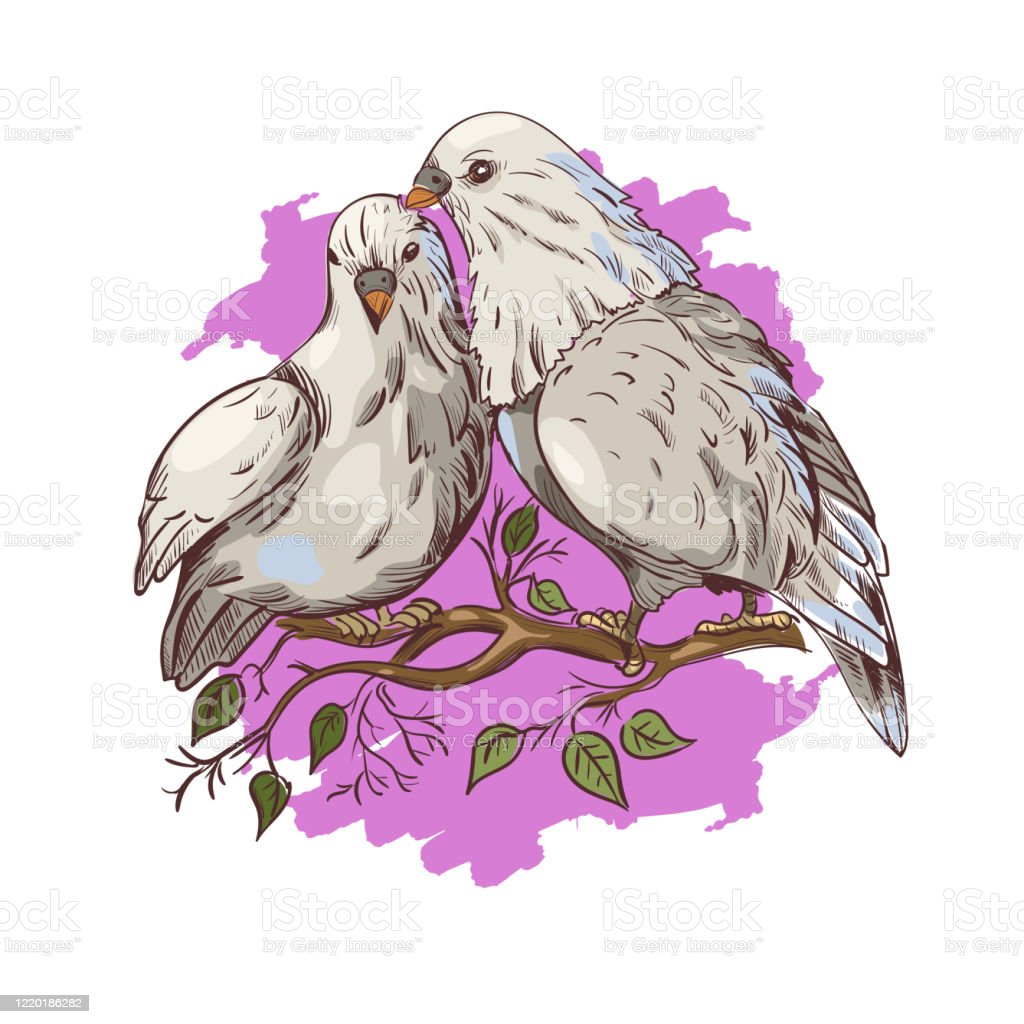 Detail Burung Dara Vector Nomer 35