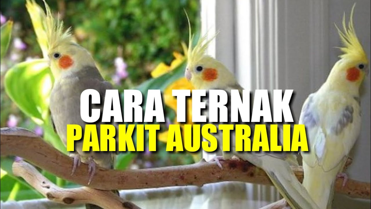 Detail Burung Dari Australia Nomer 28