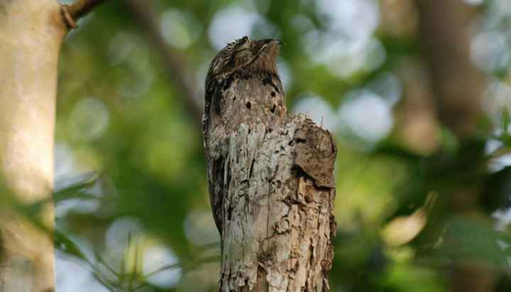 Detail Burung Di Pohon Nomer 14