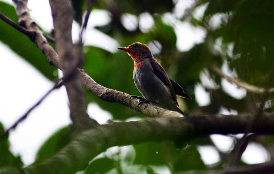 Detail Burung Di Pohon Nomer 20