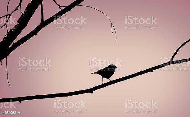 Detail Burung Di Pohon Nomer 48
