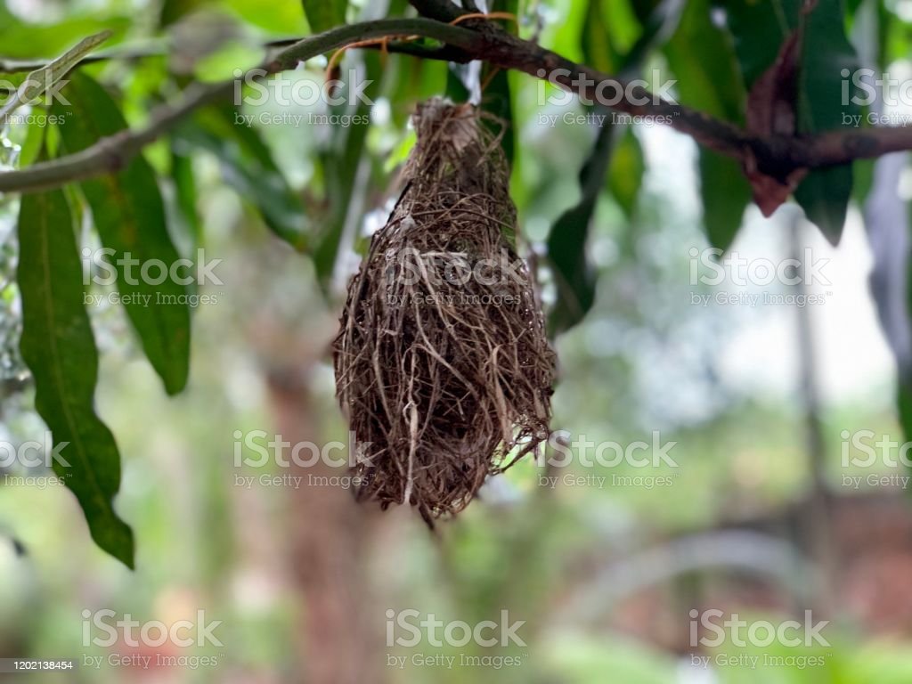 Detail Burung Di Pohon Nomer 50