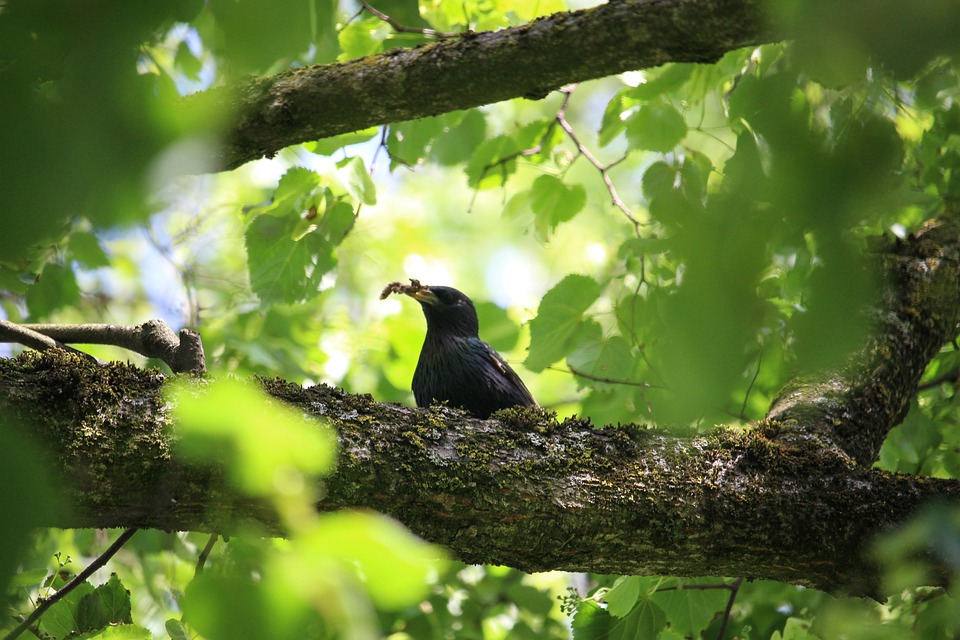 Detail Burung Di Pohon Nomer 8