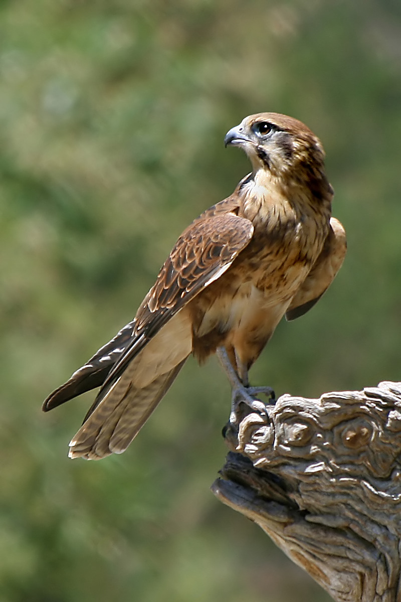 Burung Elang Alap Alap - KibrisPDR