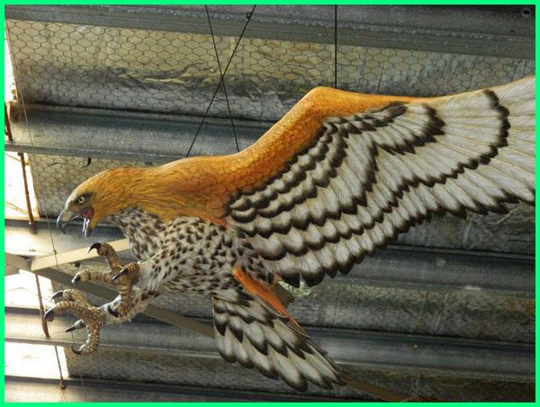 Detail Burung Elang Emas Nomer 29