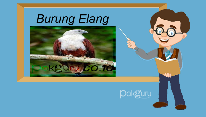 Detail Burung Elang Hitam Putih Nomer 46