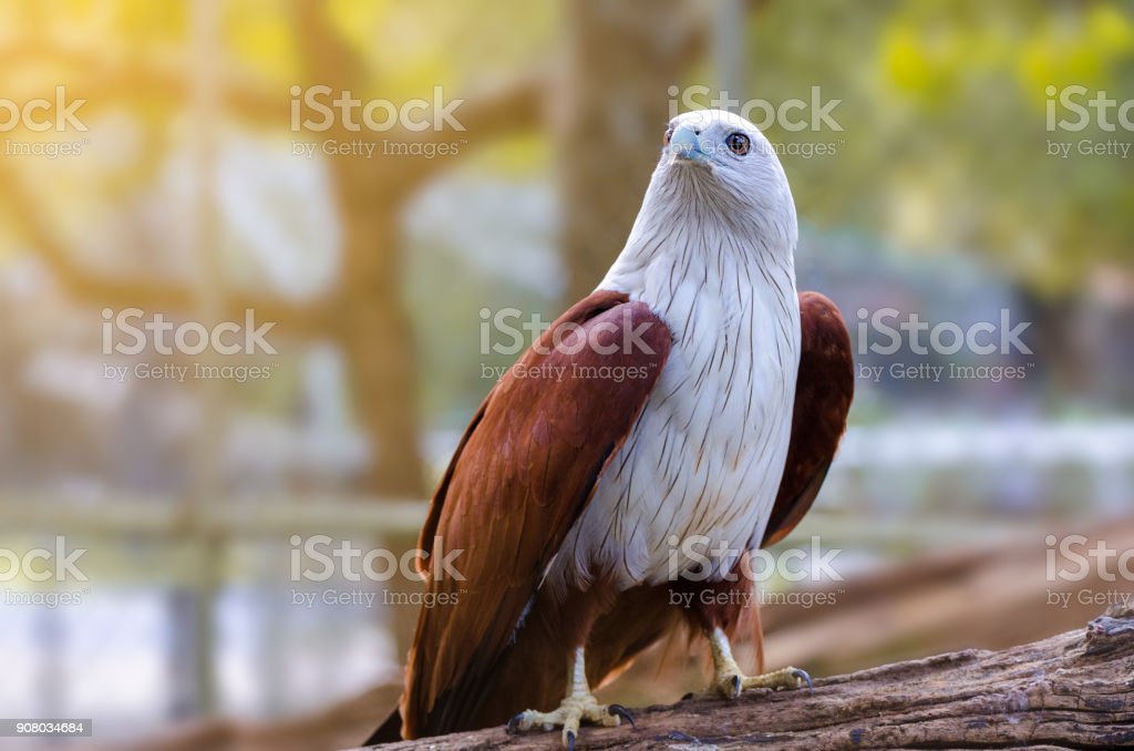 Detail Burung Elang Putih Nomer 10