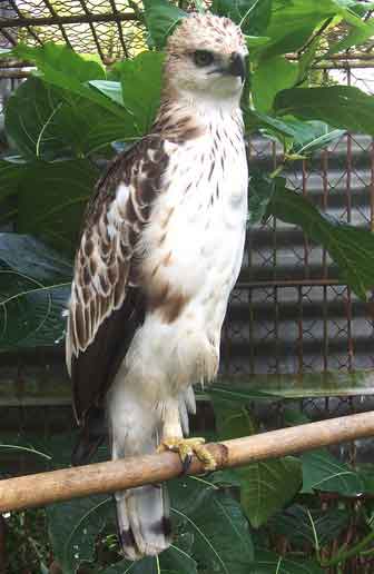 Detail Burung Elang Putih Nomer 20