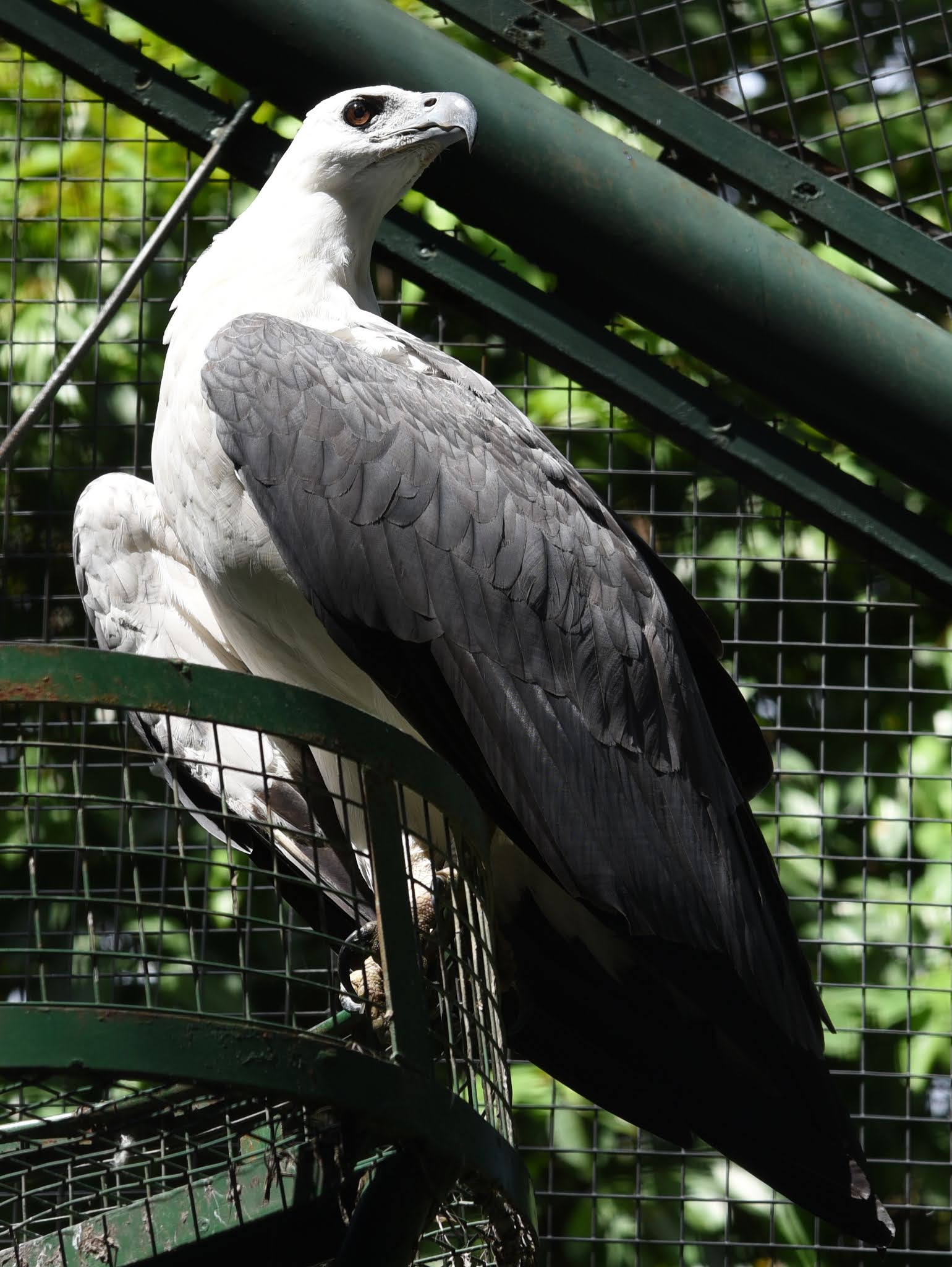 Detail Burung Elang Putih Nomer 33