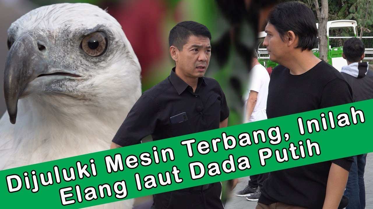 Detail Burung Elang Putih Nomer 38