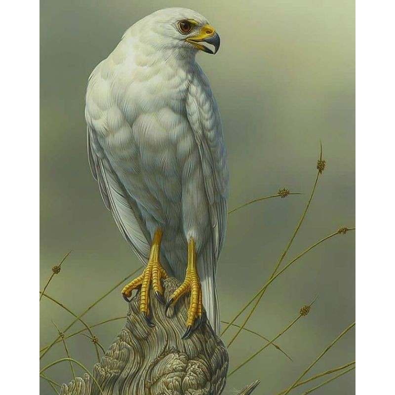 Detail Burung Elang Putih Nomer 8