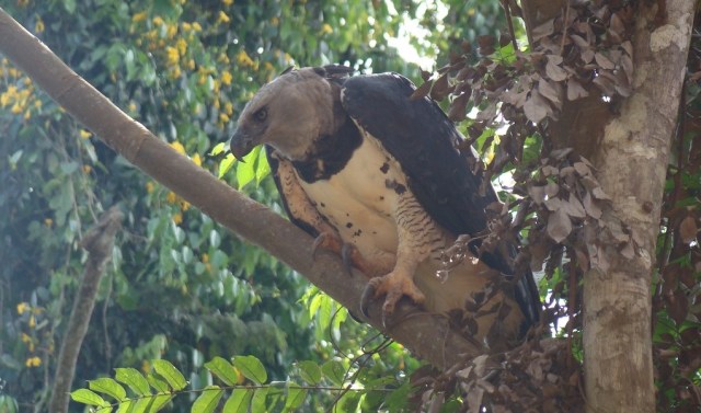 Detail Burung Elang Raksasa Nomer 23