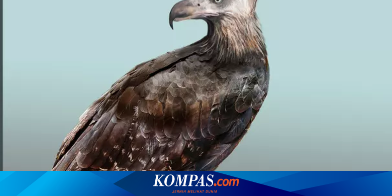 Detail Burung Elang Raksasa Nomer 42