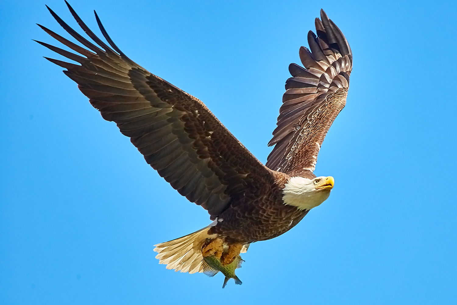 Detail Burung Elang Terbang Nomer 18