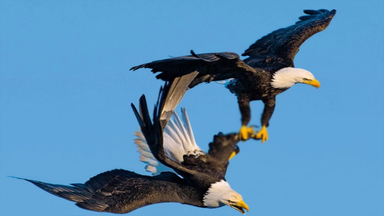 Detail Burung Elang Terbang Nomer 24