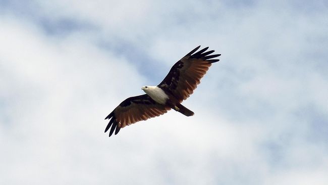 Detail Burung Elang Terbang Nomer 3