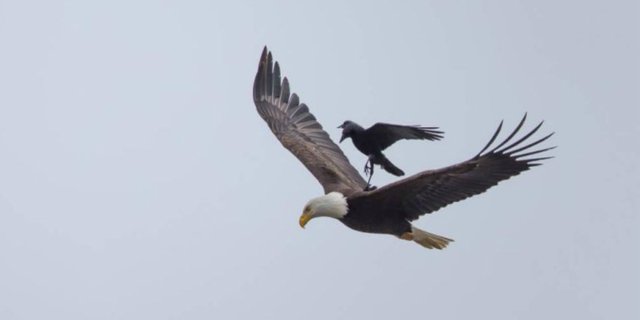 Detail Burung Elang Terbang Nomer 40