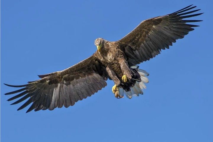 Detail Burung Elang Terbang Nomer 45