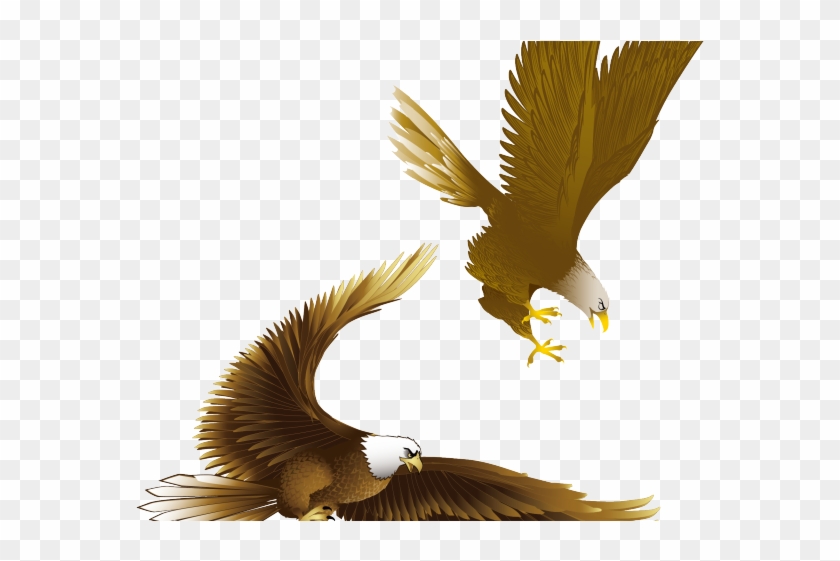 Detail Burung Elang Vector Nomer 4