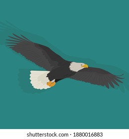 Detail Burung Elang Vector Nomer 40