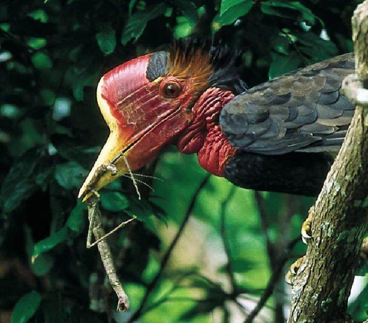 Burung Enggang Gading - KibrisPDR