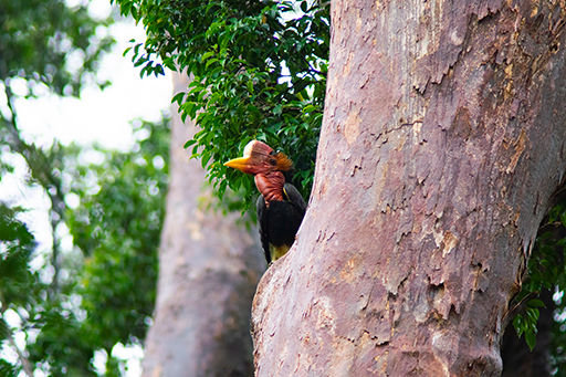 Detail Burung Enggang Gading Nomer 25