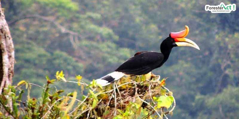 Detail Burung Enggang Gading Nomer 26