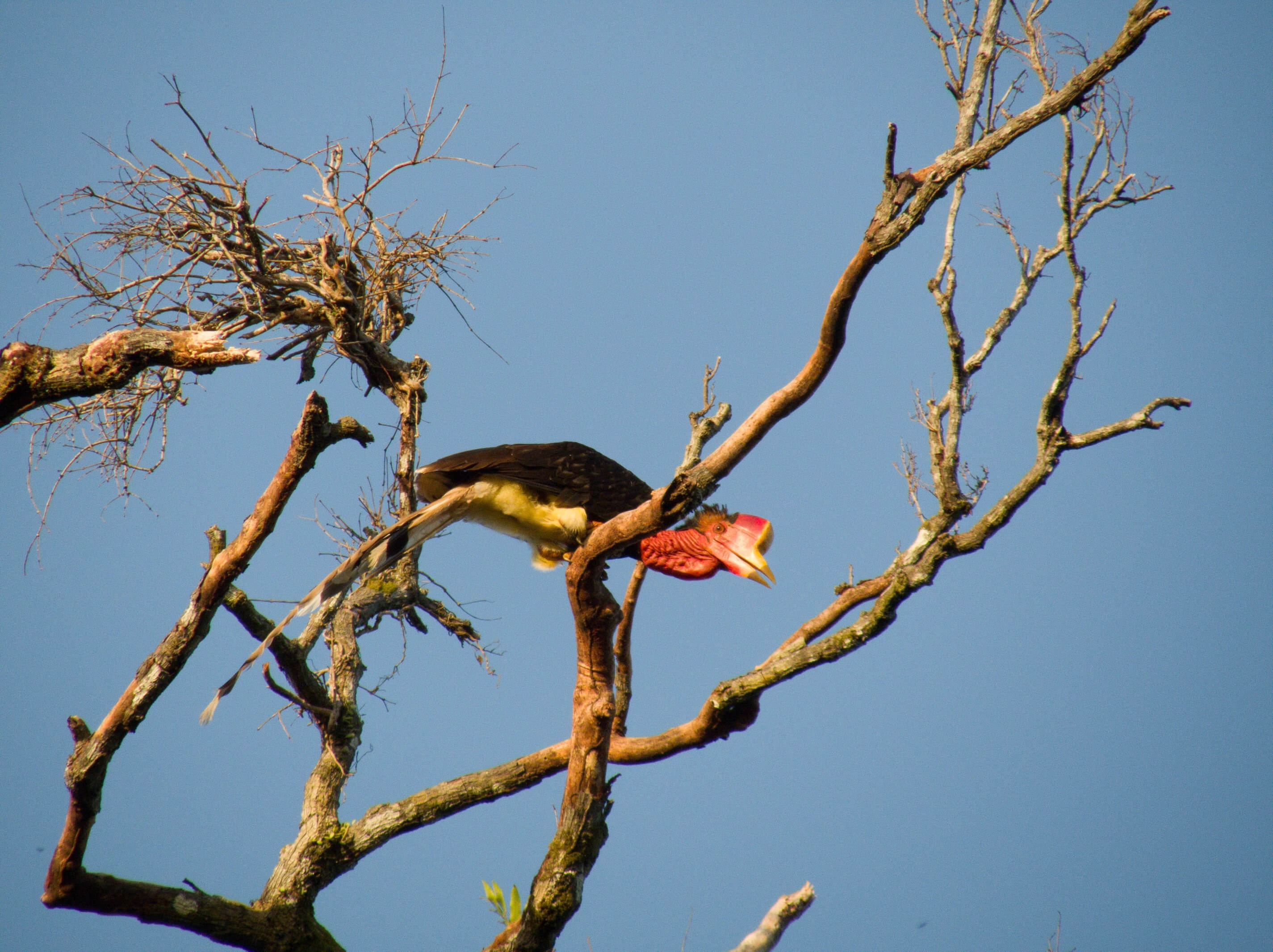 Detail Burung Enggang Gading Nomer 27