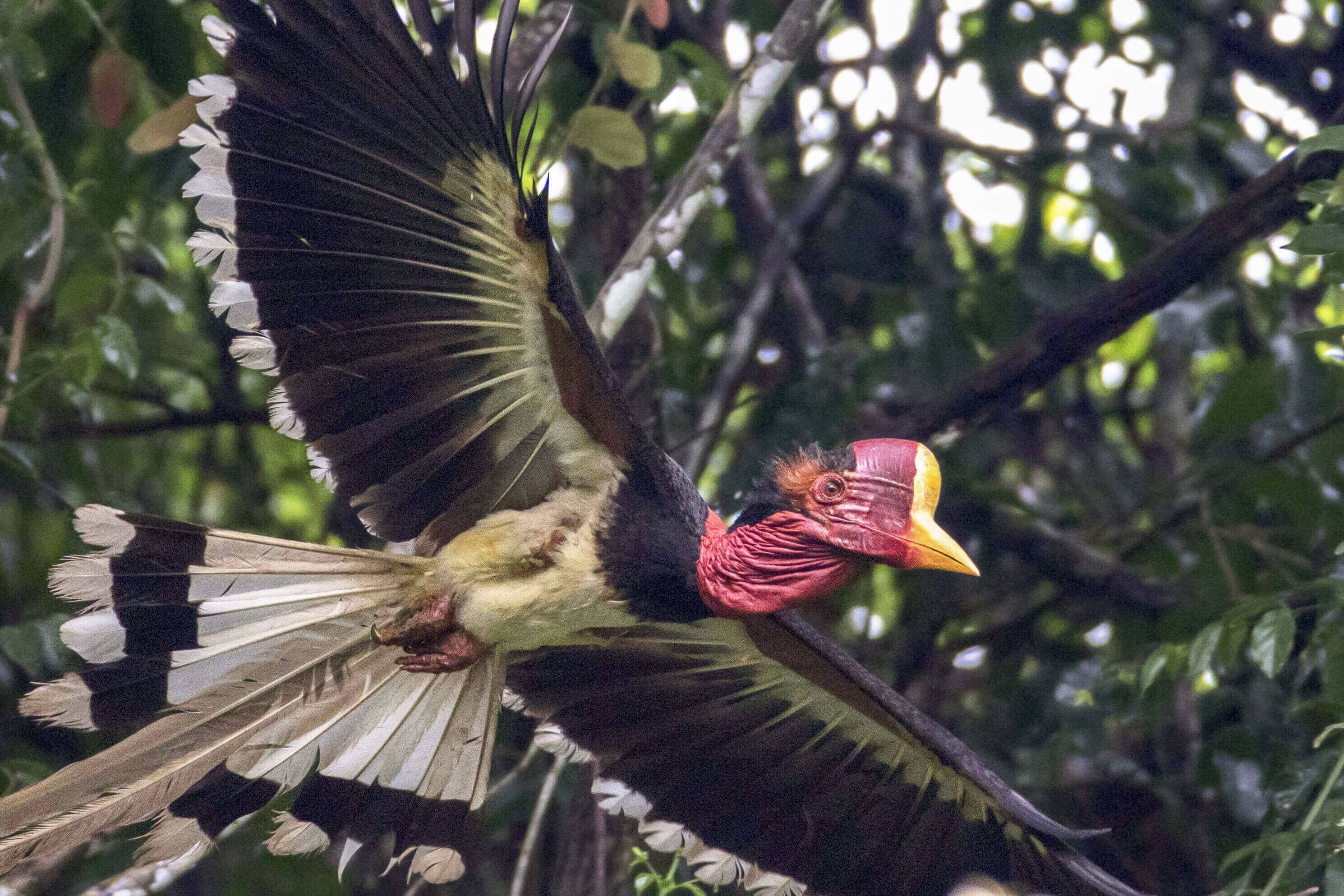 Detail Burung Enggang Gading Nomer 49