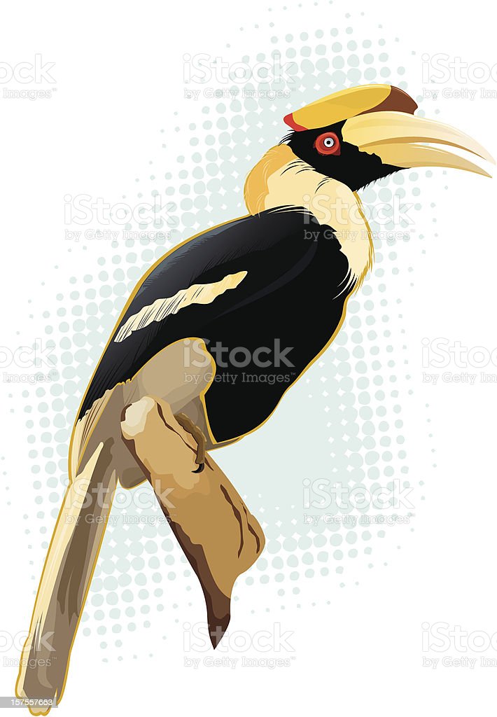 Detail Burung Enggang Vector Nomer 24