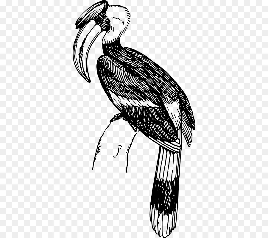 Detail Burung Enggang Vector Nomer 40