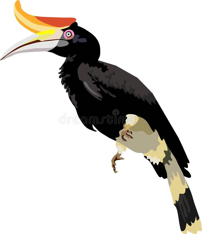 Detail Burung Enggang Vector Nomer 41