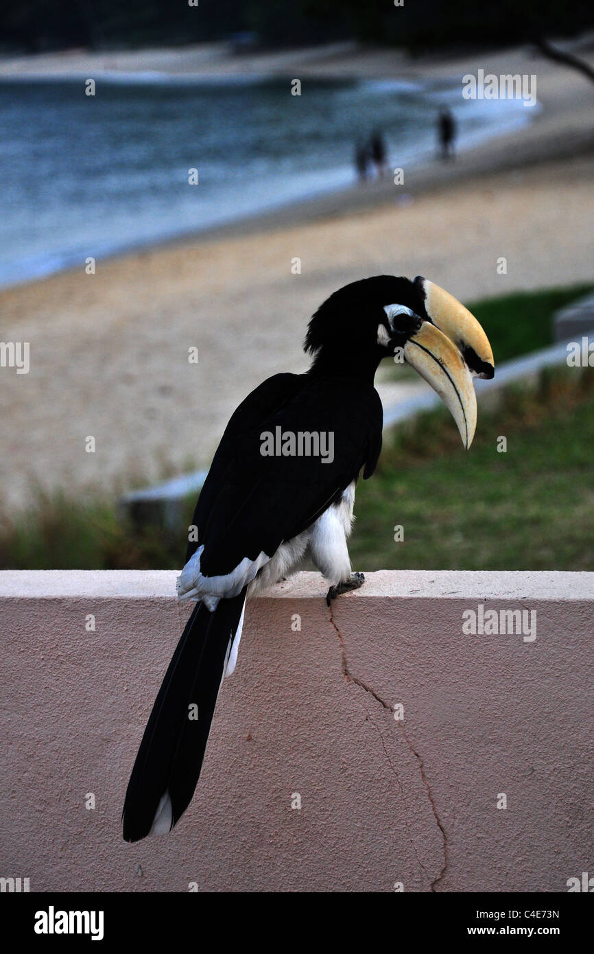Detail Burung Enggang Vector Nomer 45
