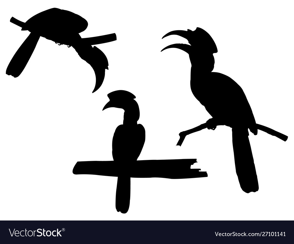 Detail Burung Enggang Vector Nomer 55